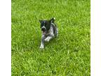 Adopt Squishy a Beagle / Labrador Retriever / Mixed dog in WAYNESVILLE