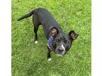 Adopt Tuuli Rose a Black - with White Mixed Breed (Medium) / Mixed dog in