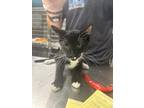 Adopt Luigi a All Black Domestic Shorthair / Domestic Shorthair / Mixed cat in