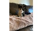 Adopt Birdy a Gray, Blue or Silver Tabby Domestic Shorthair (short coat) cat in