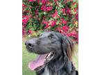 Adopt Rambo a Black - with White Collie / Golden Retriever / Mixed dog in