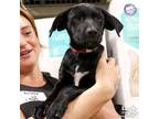 Adopt Lori a Black - with White Labrador Retriever / Mixed dog in Washington