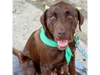 Adopt Cascade a Brown/Chocolate Labrador Retriever / Mixed dog in Washington