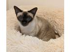 Adopt BON BON a Cream or Ivory Tonkinese (short coat) cat in Kenosha