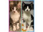 Adopt Roxy a Black & White or Tuxedo Domestic Longhair / Mixed (long coat) cat