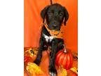 Adopt Ernest a Black - with White Labrador Retriever / Newfoundland / Mixed dog