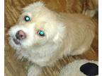 Adopt Minnie VA a Tan/Yellow/Fawn - with White Cairn Terrier / Terrier (Unknown
