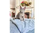 Adopt Bella a Gray or Blue Russian Blue / Mixed (short coat) cat in Virginia