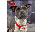 Adopt Molly a Brindle - with White Mixed Breed (Medium) / Mixed dog in Flint