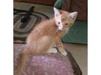 Adopt Caleb a Domestic Shorthair (short coat) cat in South Bend, IN (39181477)