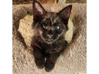 Adopt Punky a Domestic Mediumhair / Mixed (medium coat) cat in Bloomington