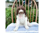 Cavapoo Puppy for sale in Ohio City, OH, USA