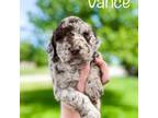 Labradoodle Puppy for sale in Ohio City, OH, USA
