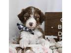 Mutt Puppy for sale in Ashland, OH, USA