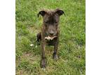 Adopt Brynley a Brindle - with White Pit Bull Terrier / Mixed dog in Hillsboro
