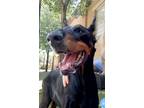 Adopt Bella - 2 a Black - with Tan, Yellow or Fawn Doberman Pinscher / Mixed dog