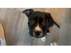 Adopt Ribbon Snake a Black - with White Boston Terrier dog in Merrifield