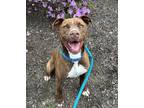 Adopt Brock Lonestar a Brown/Chocolate - with White Pit Bull Terrier / Mixed dog