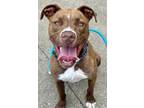 Adopt Brock Lonestar a Brown/Chocolate - with White Pit Bull Terrier / Mixed dog
