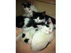 Adopt Bonded pair of kittens a Black & White or Tuxedo Domestic Shorthair (short