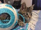Adopt Andy/ bonded with Abby a Brown Tabby Domestic Shorthair (short coat) cat