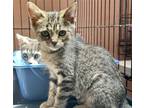 Adopt Zoe a Brown Tabby Domestic Shorthair / Mixed (short coat) cat in Maywood