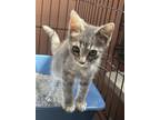 Adopt Chloe a Gray or Blue Domestic Shorthair / Mixed (short coat) cat in