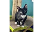 Adopt Scout a Black & White or Tuxedo Domestic Shorthair / Mixed (short coat)