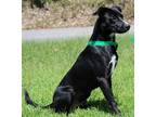Adopt Herbert 38143 a Black - with White Labrador Retriever / Mixed dog in
