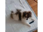 Pomeranian Puppy for sale in Smithfield, RI, USA