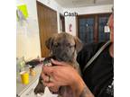 Adopt Cash a Labrador Retriever / American Pit Bull Terrier / Mixed dog in
