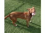 Adopt Lucy a Brown/Chocolate Labrador Retriever / Terrier (Unknown Type
