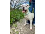 Adopt Elsa a White Pit Bull Terrier / Mixed dog in McKinney, TX (39020407)