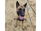 Adopt Bruno a Mixed Breed (Medium) / Mixed dog in Carson City, NV (39055697)