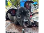 Adopt Birch a Black - with White American Staffordshire Terrier dog in Lutz