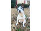 Adopt JR a Rat Terrier / Mixed dog in Buford, GA (39172765)