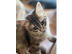 Adopt (ca) Bernard a Domestic Shorthair / Mixed (short coat) cat in Fargo
