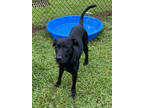 Adopt Journey (@ Petsmart) a Black Labrador Retriever / Mixed dog in Conway