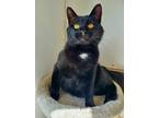 Adopt (ca) Puma (mom) a Domestic Shorthair / Mixed (short coat) cat in Fargo