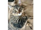 Adopt (ca) Wobbles a Domestic Shorthair / Mixed (short coat) cat in Fargo