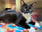 Adopt Brielle a Domestic Shorthair / Mixed (short coat) cat in Vineland