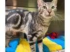 Adopt Grover a Domestic Shorthair / Mixed (short coat) cat in Vineland