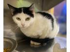 Adopt Sundae a Domestic Shorthair / Mixed (short coat) cat in Little Rock