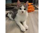Adopt Chicken Fried Steak a Gray or Blue Domestic Shorthair / Mixed cat in