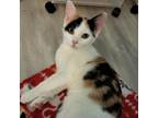 Adopt Ambrosia a Calico or Dilute Calico Domestic Shorthair / Mixed cat in