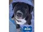 Adopt Ryobi (Toolbox Litter) a Black American Staffordshire Terrier / American