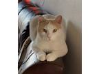 Adopt Hunter a Domestic Shorthair / Mixed (short coat) cat in Fargo