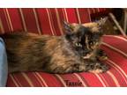Adopt Tassie a Domestic Mediumhair / Mixed (short coat) cat in Hoover