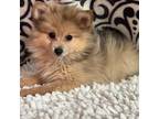 Pomeranian Puppy for sale in Martinsville, IN, USA