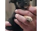 Chihuahua Puppy for sale in Gettysburg, PA, USA